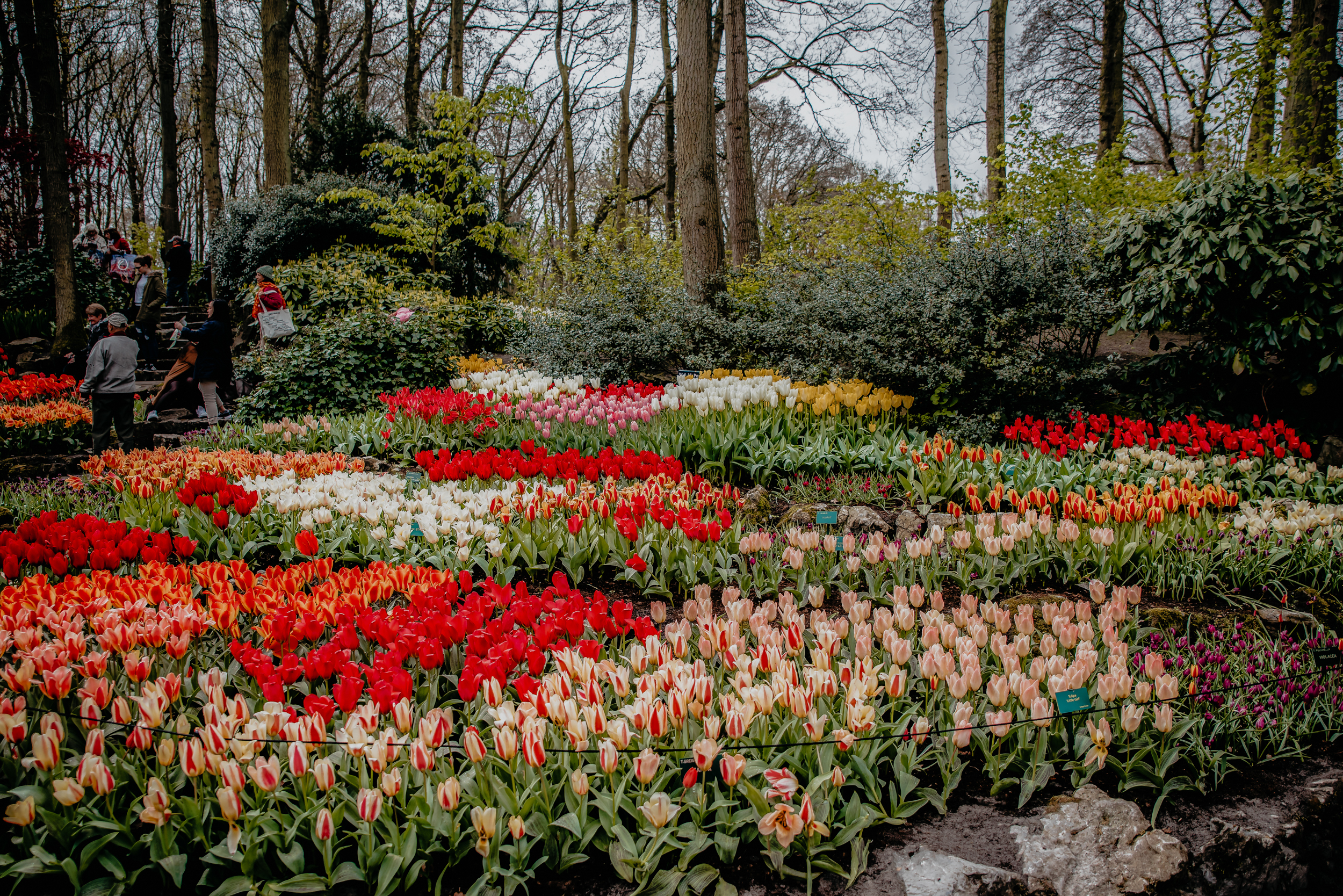 Holenderskie ogrody Keukenhof